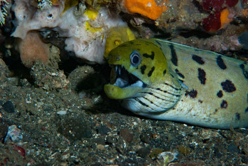 Fimbriated Moray Gymnothorax fimbriatus