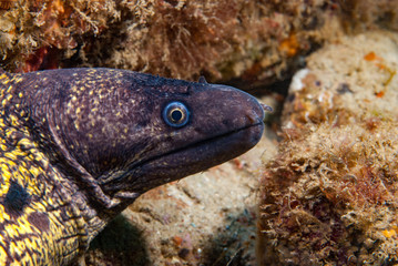 Mediterranean Moray Muraena helena