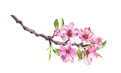 Naklejka na ściany i meble Flowering cherry tree. Pink apple flowers, sakura, almond flowers on blooming branch. Watercolor