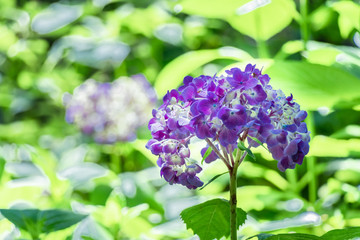新緑に映える紫陽花の花