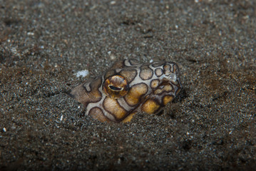 Napoleon Snake Eel Ophichthus bonaparti