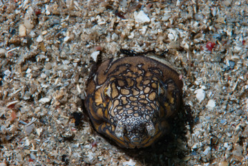 Napoleon Snake Eel Ophichthus bonaparti