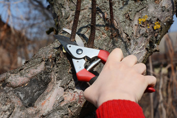 Gardener hands cutting apple tree  branch with bypass secateurs in springtime. Spring fruit trees...