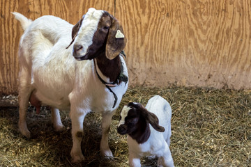 Spotted Boer Goat mother and baby