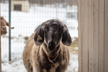 Spotted Boer Goat walking into barn