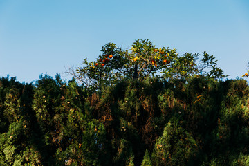 green orange trees on blue sky background, barcelona, spain