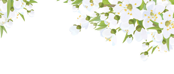 Vector floral  border. White flowers and leaves,  isolated on white.