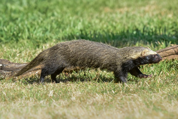 Little grison,Pampas, Patagonia, Argentina