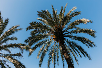 Fototapeta na wymiar Tall straight green palm trees on blue sky background, Barcelona, Spain