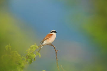 Fototapeta premium Red-backed shrike on branch