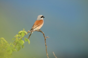 Red-backed shrike on branch