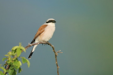 Red-backed shrike on branch