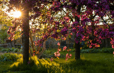 Blütenzauber im Schlossgarten	- Japanische Kirschblüte - 253293903