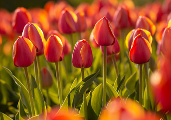 Tulpenmanie - Rote Tulpen (Tulipa) bei Amsterdam