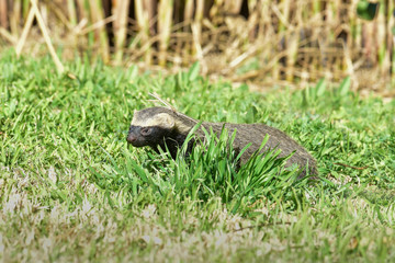 Little grison,Pampas, Patagonia, Argentina