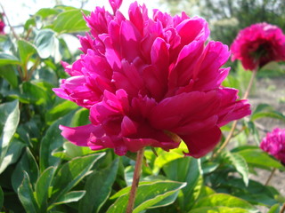 A variety of flowers in the garden.