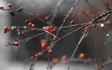 Rote Beeren der Zwergmispel (Cotoneaster) im Winter