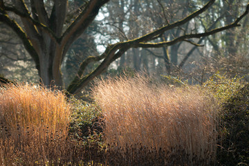 Garten im Winter - leuchtendes Gras