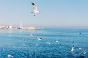 BARCELONA, SPAIN - DECEMBER 28, 2018: white seagulls flying over blue sea