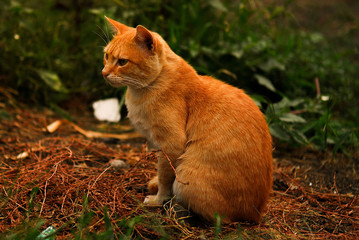 Naklejka na ściany i meble Cute ginger cat in the grass