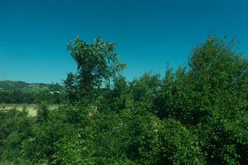 Italy,La Spezia to Kasltelruth train, a tree in a forest