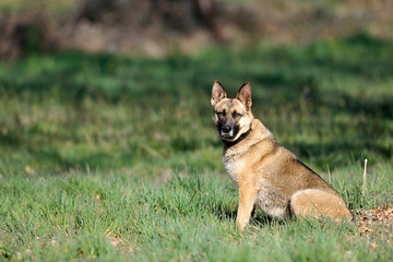image of a german shepherd