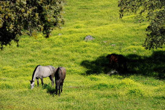  image of a horses grazing