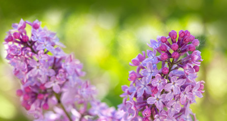 Close up of blossoming lilac isolated on green.