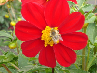 A variety of flowers in the garden. in the garden.