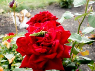 A variety of flowers in the garden.