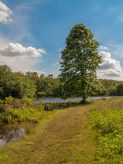 Summer Trail