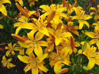 Hybrid lilies in the garden.