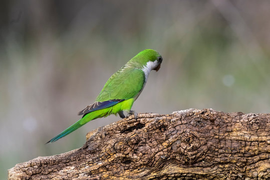 Parakeet,feeding on wild fruits, La Pampa, Patagonia, Argentina
