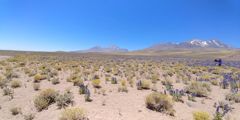 Chile Atacama