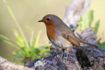 Robin standing on a branch