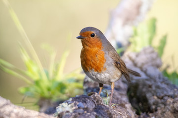Robin standing on a branch