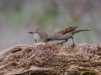 Bay winged Cowbird