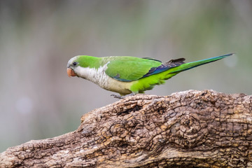 Parakeet,feeding on wild fruits, La Pampa, Patagonia, Argentina