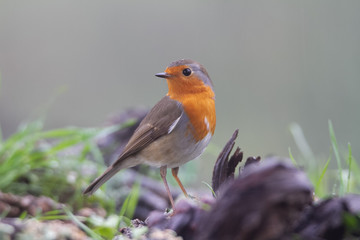 Robin standing on a branch