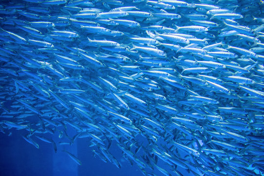 小魚の群れ」の写真素材 | 29,303件の無料イラスト画像 | Adobe Stock