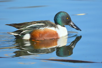 Löffelente (Anas clypeata) - Männchen