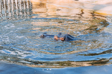 Fototapeta premium hippo swimming in pond in zoological park, barcelona, spain