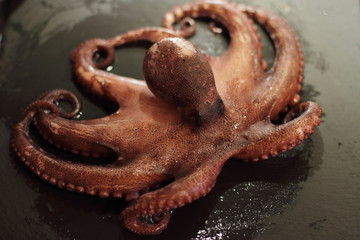 raw fresh octupus, seafood at home cooking, tasty ocen animal