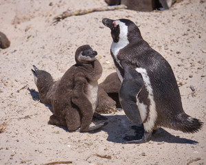 Adult african penguin looking after three juvenile chick under its care. Capture on a sunny beach in South Africa