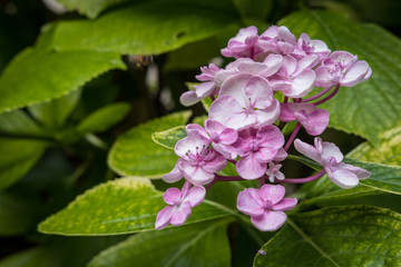 Fleurs d'hortensia