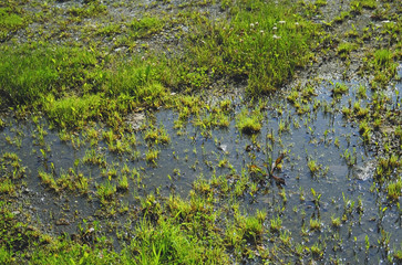 水たまり　草　素材