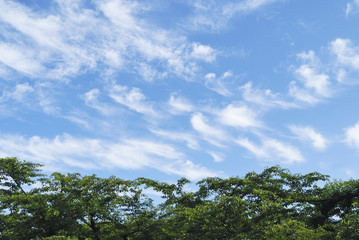 Obraz premium 木 空 雲 素材