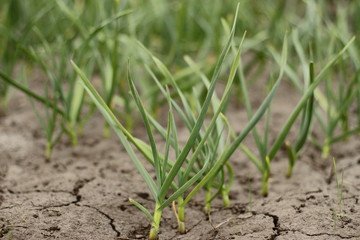 new green sprout of garlic, spring greens 