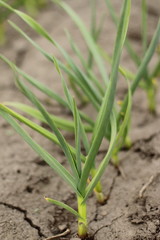 new green sprout of garlic, spring greens 