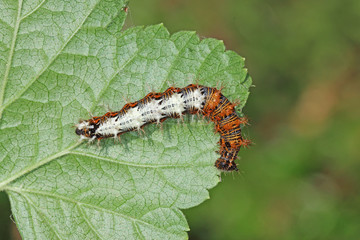08.07.2018 DE, NRW, Leverkusen C-Falter , Raupe Polygonia c-album (LINNAEUS, 1758)